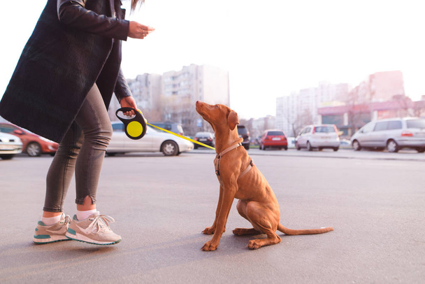 Een vrouw speelt met een hond op de straten van de stad. De hond zit op de stoep en kijkt naar de eigenaar. Magyar Vizsla RAS - Foto, afbeelding