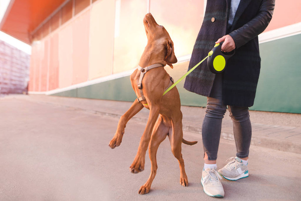 A dog and a girl walk around the city. The dog is jumping. Pets concept - Zdjęcie, obraz