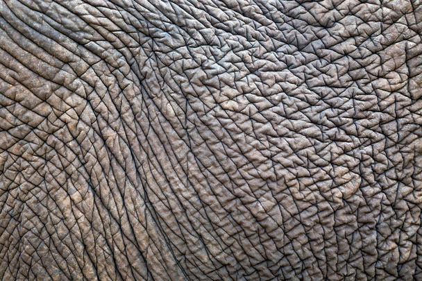 Textures and patterns of Asian elephants for background. - Foto, immagini