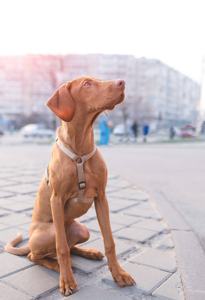 Egy barna kutya az utcán, a háttérben a város ül, és úgy néz ki. Egy gyönyörű kiskutya ül az aszfalton, a város közepén. Magyar Vizsla fajta - Fotó, kép