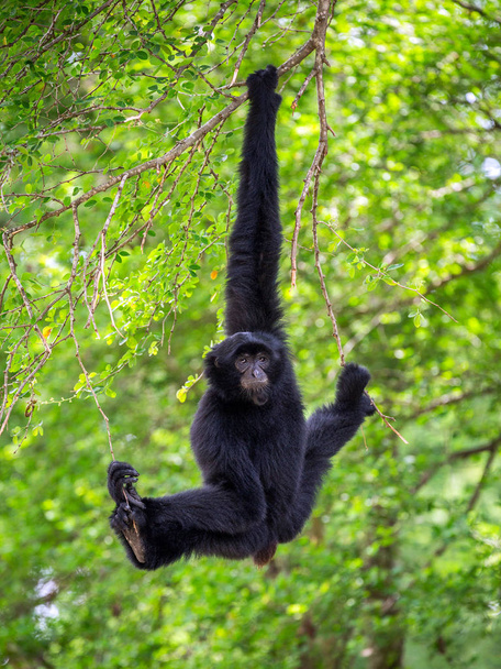 Gyalog (muntyákszarvas, vagy fekete Gibbons) lóg a fák természeti környezetben. - Fotó, kép
