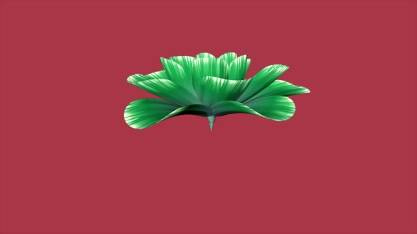 Eröffnung lange blühende grüne Blume Zeitraffer 3d-Animation isoliert auf Chroma-Taste grünen Bildschirm Hintergrund neue Qualität schönen Urlaub natürliche Blumen cool schön 4k Videomaterial - Filmmaterial, Video