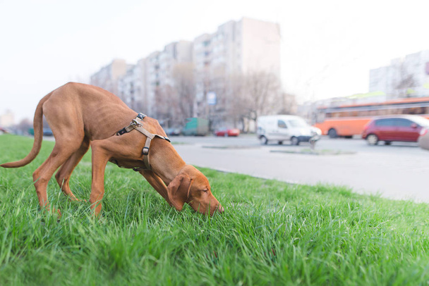 Коричневая собака нюхает зеленую траву на фоне города. Прогулка красивой молодой собаки по городу. Порода Мадьяр-Визла
 - Фото, изображение