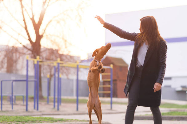 Il proprietario gioca con un cane per strada sullo sfondo del tramonto. Passeggiate serali con un cane. Gli animali domestici sono un concetto
 - Foto, immagini