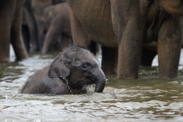 Funny elephant baby in water, Pinnawala, Sri Lanka, Asia - Foto, immagini