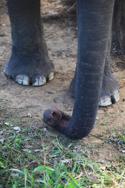 Asian elephant trunk detail - Foto, immagini