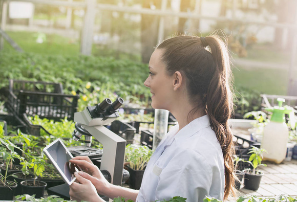 Mujer agrónoma con tableta y microscopio en invernadero
 - Foto, imagen