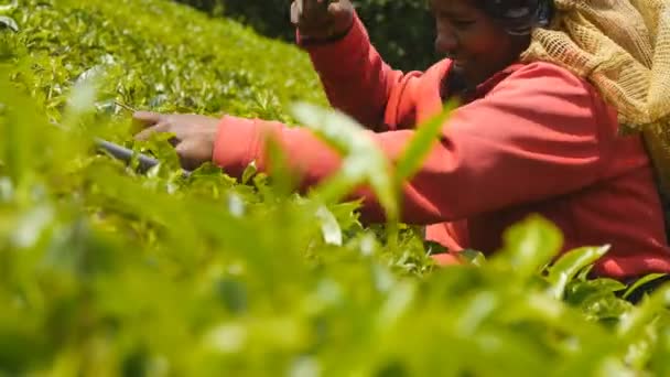 Low angle view of local indian woman smiling and harvest tea at plantation on sunny day. Female worker picking fresh leaves from green bushes at highland in spring season. Close up - Footage, Video