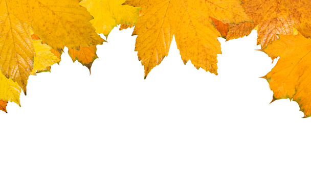 Hermosas hojas doradas en otoño
 - Foto, imagen