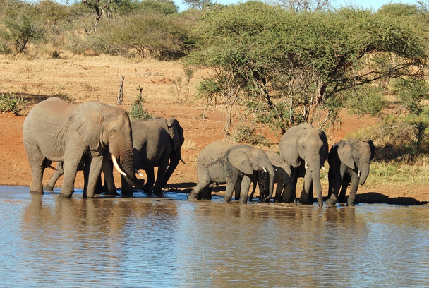 Elefantes africanos
 - Foto, Imagen