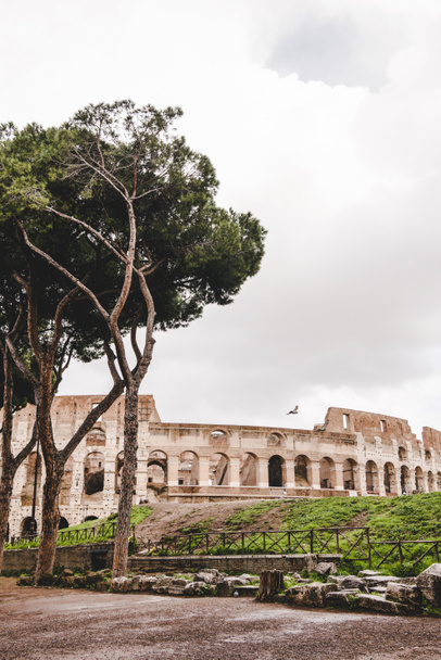 green trees in front of ancient Colosseum ruins on cloudy day, Rome, Italy - Photo, Image