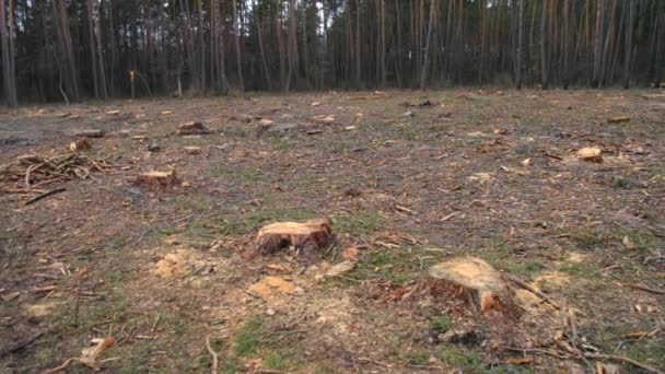 Deforestation. Naked piece of land in the forest after cutting down trees - Footage, Video