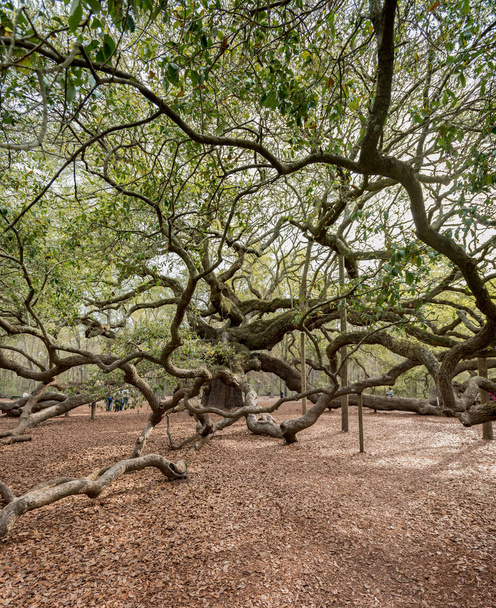 Giant Live Oak Tree w mieście Charleston - Zdjęcie, obraz