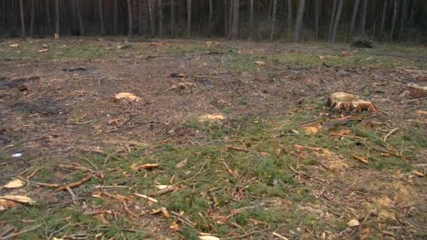Déforestation. Morceau de terre nu dans la forêt après avoir abattu des arbres
 - Séquence, vidéo