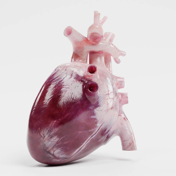 Realista 3d rendición del corazón humano
 - Foto, imagen