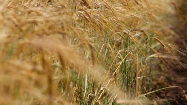 Weizenernte. steigende Ernte landwirtschaftlicher Erzeugnisse. Weizenzapfen aus nächster Nähe. Fokuswechsel vom Vordergrund in den Hintergrund. - Filmmaterial, Video