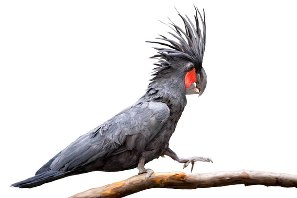 Kakadu černý sedí na větev stromu, portrét tahy štětce plné velikosti izolované na bílém pozadí. - Fotografie, Obrázek
