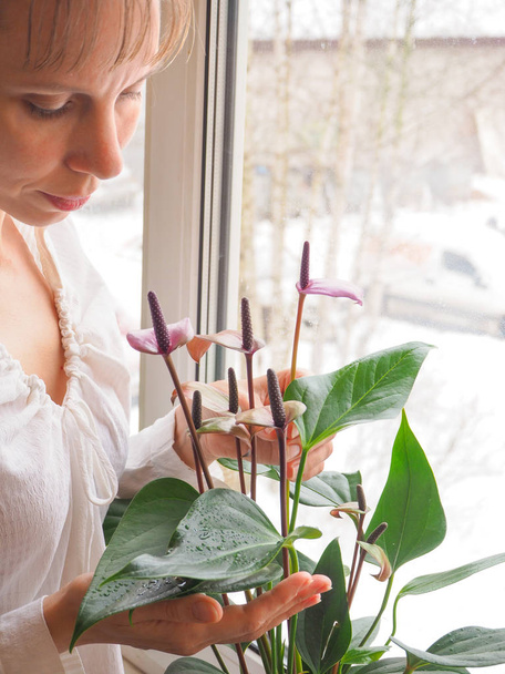 The breeding of indoor plants. Female gardener keeps anthurium flower. - Photo, Image
