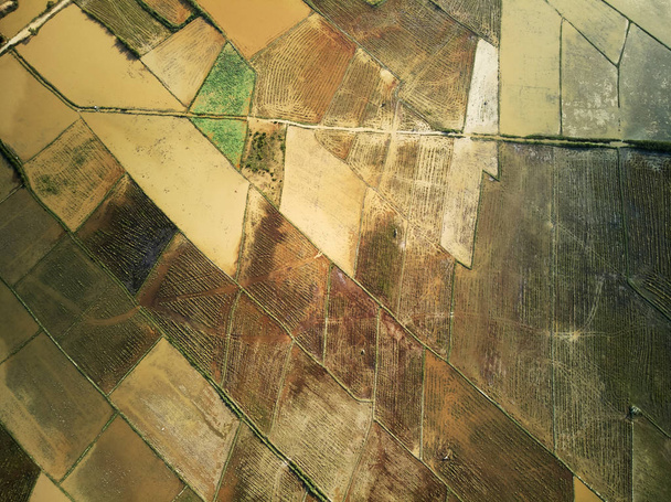 Vue aérienne de la ferme de lotus
  - Photo, image