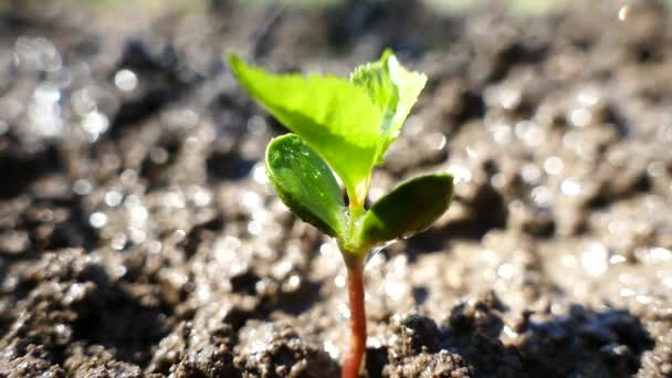 A young tree from the bones germinates. Irrigation and watering the sprout. The sprouted green plant stretches upward. - Footage, Video