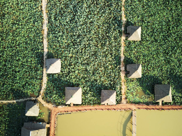Vue aérienne de la ferme de lotus
  - Photo, image