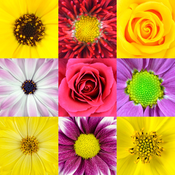 様々 な 9 つのコレクションの花のマクロ - 写真・画像