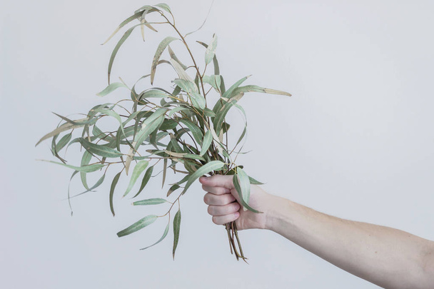 holding eucalyptus branches in hand - Foto, afbeelding