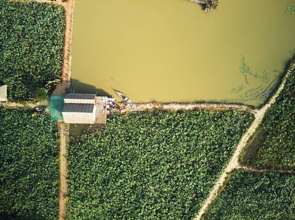 A légi felvétel a lotus farm  - Fotó, kép