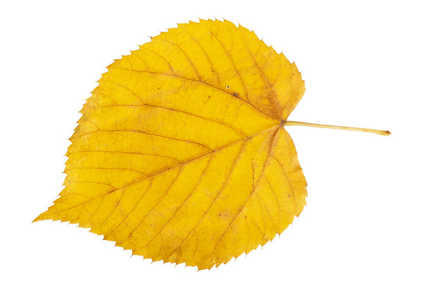 żółty liść jesieni - Zdjęcie, obraz