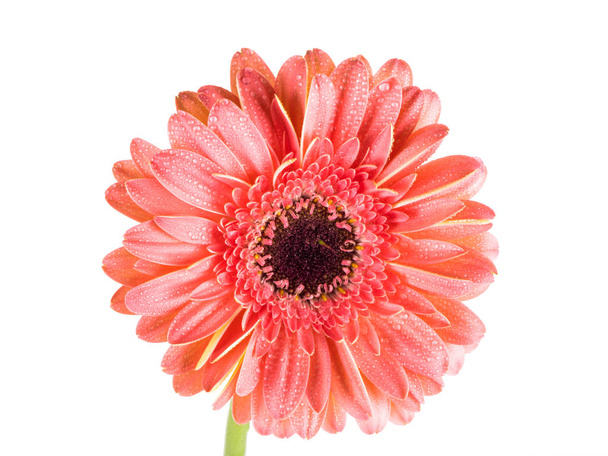 Beautiful pink Gerbera (Daisy) with drops of water isolated on white background - Photo, Image