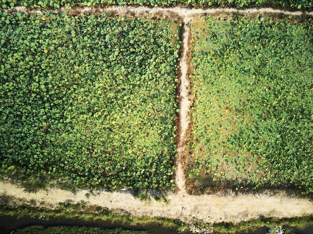ロータス農場の空中写真  - 写真・画像