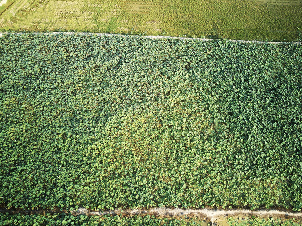 Αεροφωτογραφία του lotus αγρόκτημα  - Φωτογραφία, εικόνα