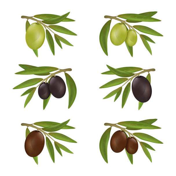 Набір різних кольорових оливок на гілках з листям
 - Вектор, зображення