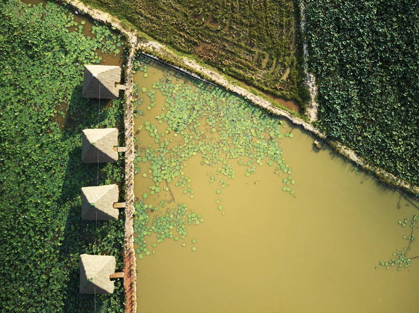 Luftaufnahme der Lotusfarm  - Foto, Bild