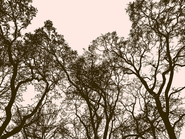 Silhouettes of the old trees in the forest - Vector, Image