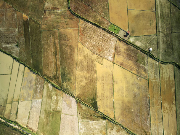 Letecký pohled na lotus farmy  - Fotografie, Obrázek