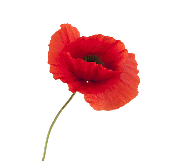 Red poppy - Photo, Image
