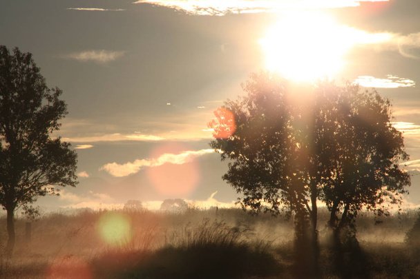 Coucher de soleil À travers les branches avec fusée éclairante
 - Photo, image
