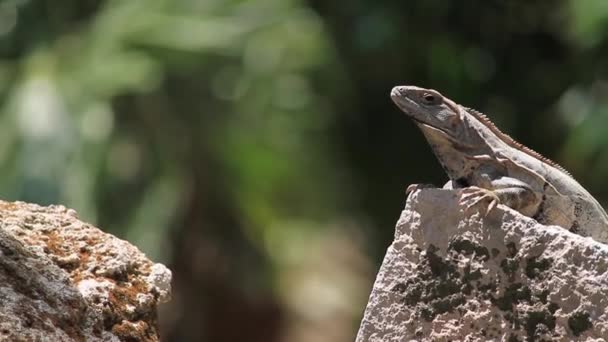 Iguana prenant le soleil sur un rocher
 - Séquence, vidéo