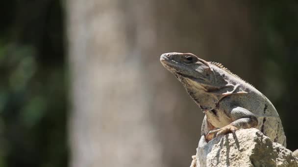 nadal iguana biorąc słońce z drzewa, z tyłu - Materiał filmowy, wideo