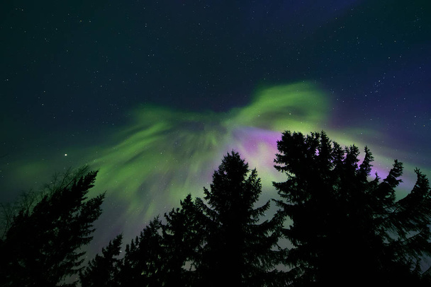 Lumières nordiques colorées dans le ciel nocturne du nord et silhouettes de cimes d'arbres
 - Photo, image
