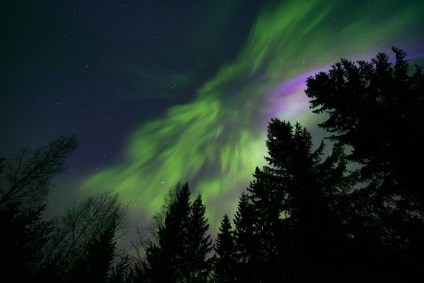 Colorful northern lights in the northern night sky and silhouettes of treetops - Фото, зображення
