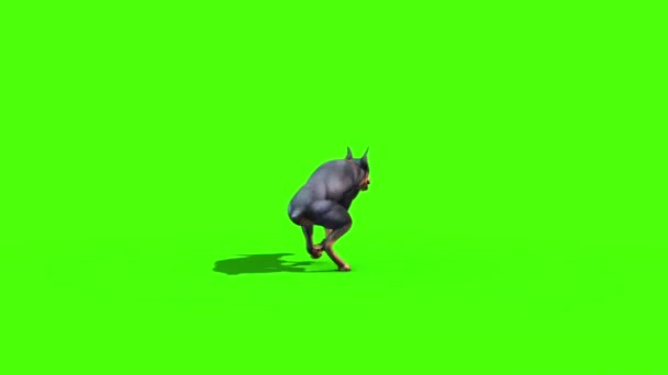 Animals Dog Doberman Runs Back Green Screen 3D Rendering Animation - Materiał filmowy, wideo