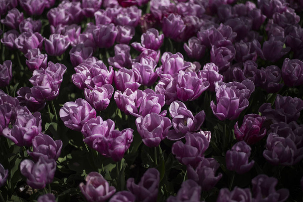 Фестиваль тюльпанов в Австралии в сезон цветения
 - Фото, изображение