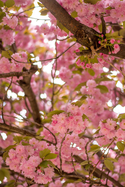 růžový Kvetoucí strom - Fotografie, Obrázek