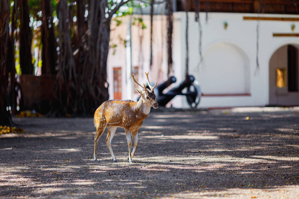 Milli Park alanında yaşayan bu güzel geyik - Fotoğraf, Görsel