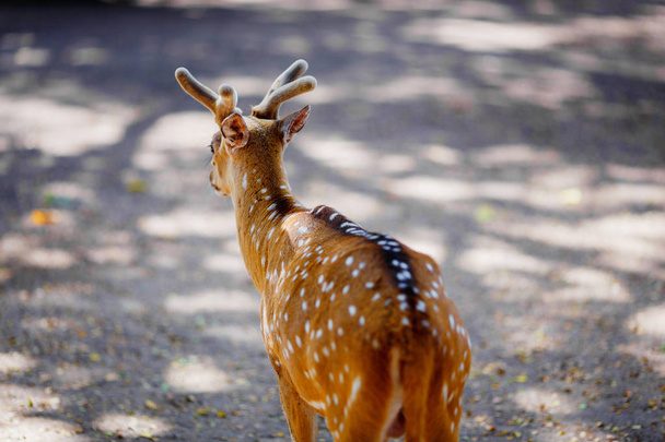 Tento krásný jelen žijící v národním parku - Fotografie, Obrázek