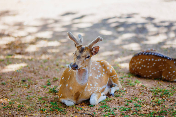 schöne Hirsche auf dem Boden liegend im Nationalpark - Foto, Bild