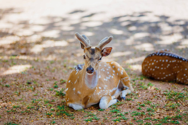 beautiful deer lying on the ground in the national Park - Photo, Image