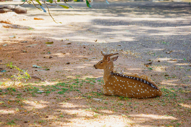 krásný jelen ležící na zemi v národním parku - Fotografie, Obrázek